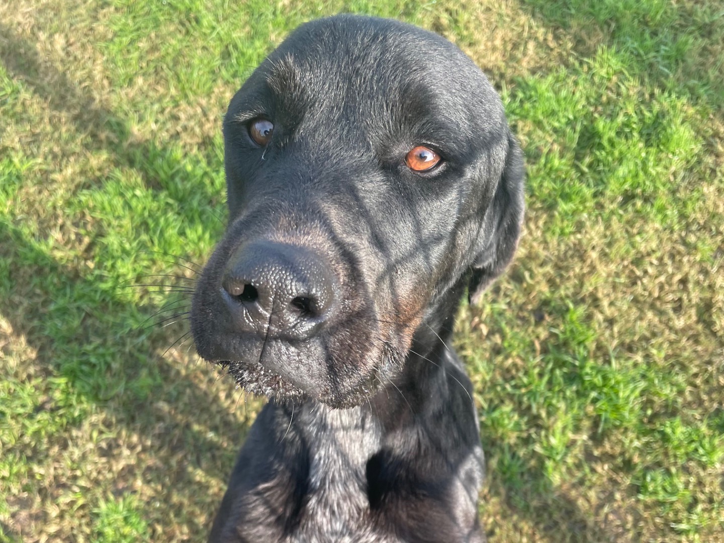 Vuoi adottare un cane a Latina?