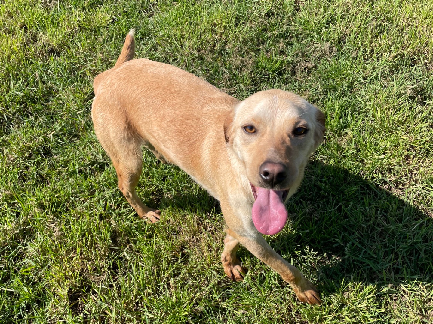 Adotta un cane, femmina, 2 anni e 2 mesi, Latina