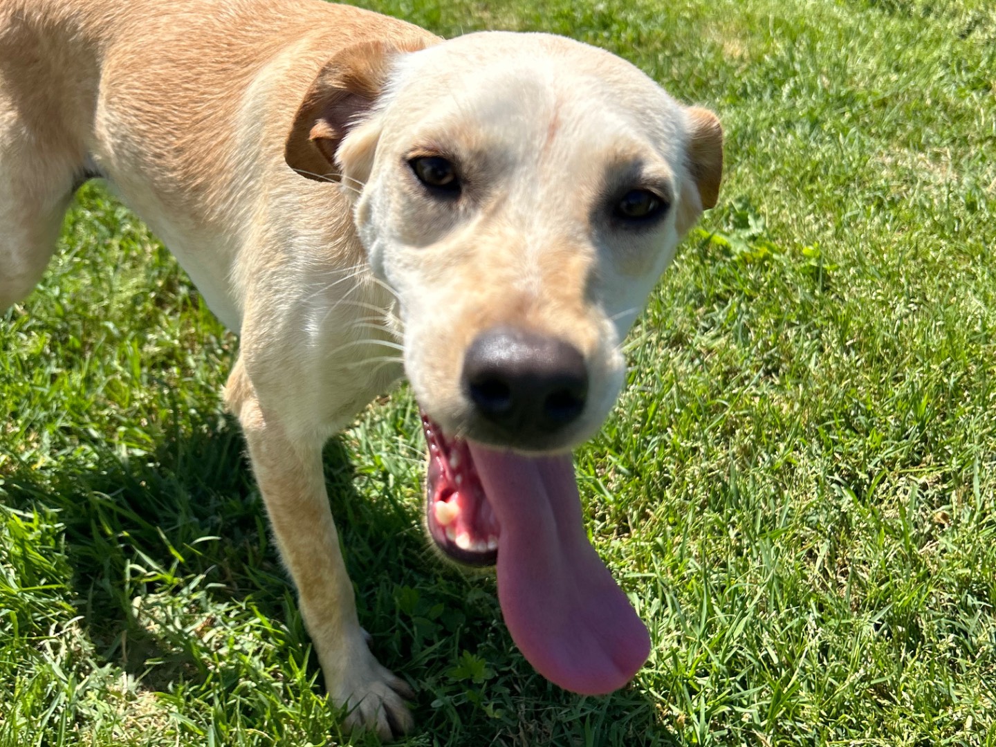 Vuoi adottare un cane a Latina?