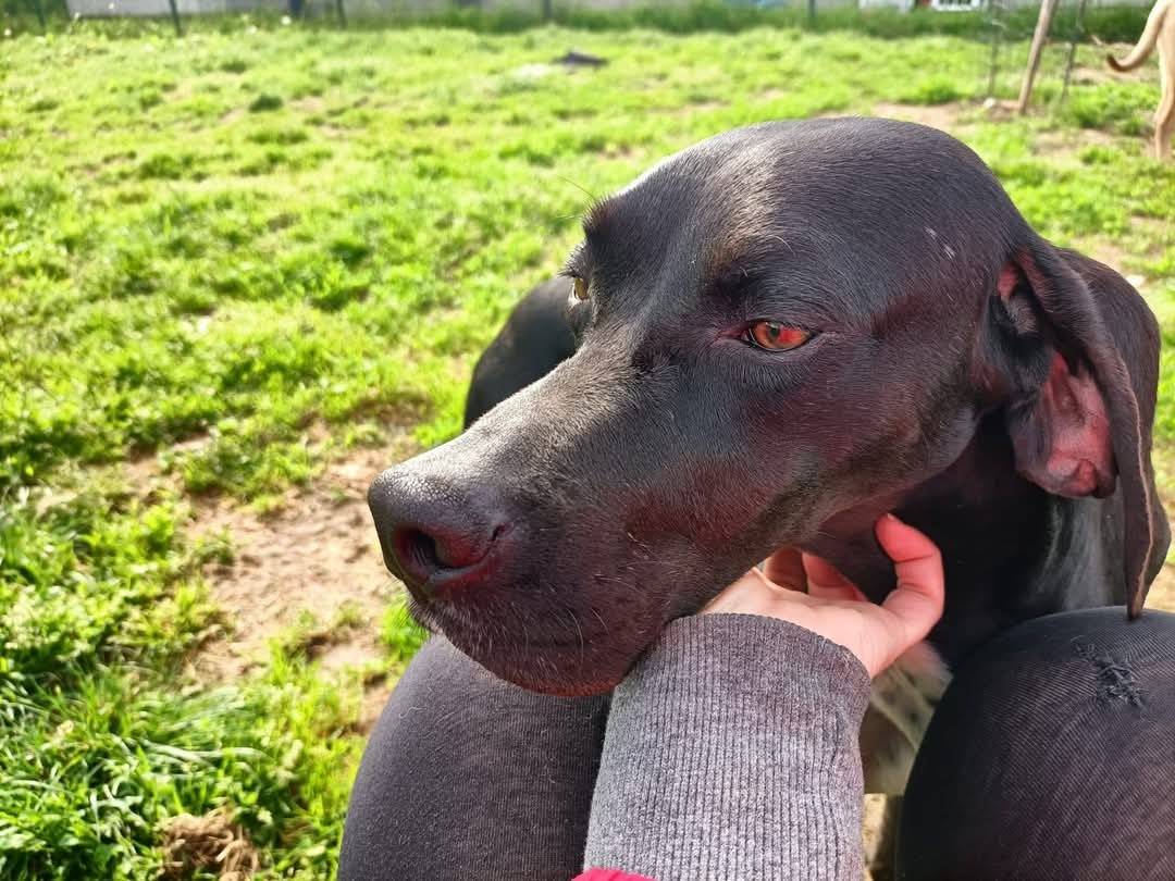 Adotta un cane, femmina, 3 anni , Milano