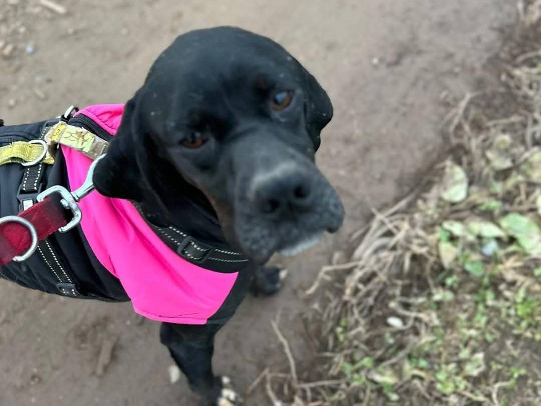 Adotta un cane, femmina, 1 anno e 4 mesi , Milano