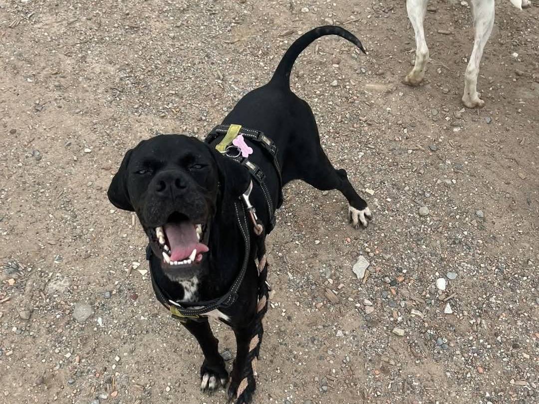 Adotta un cane, taglia media, femmina, Milano