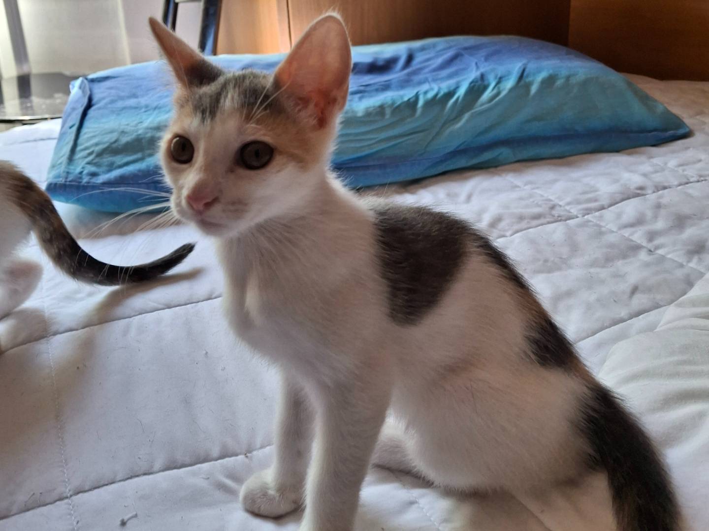 Adotta un gatto, femmina, 2 mesi, Milano