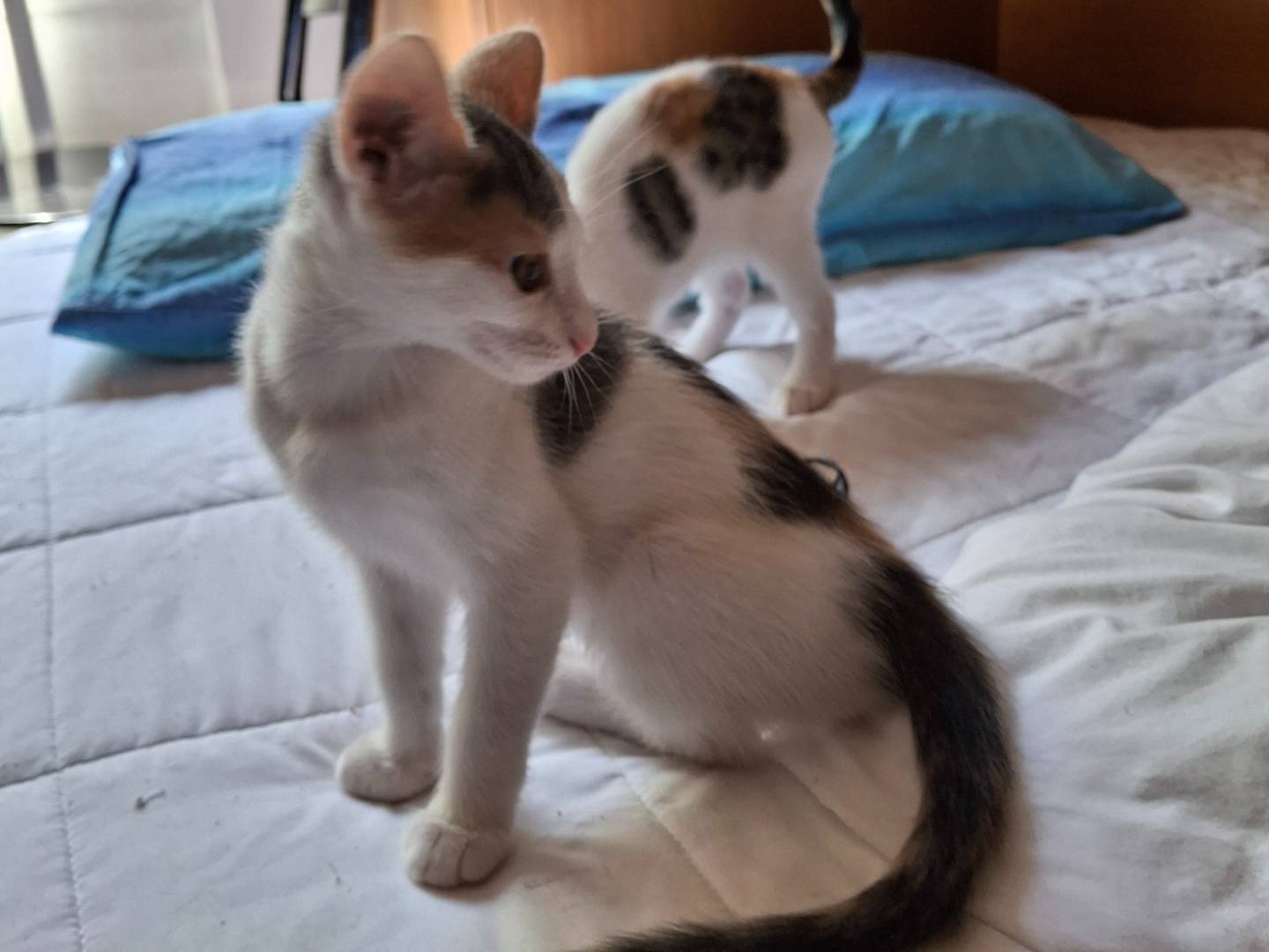 Adotta un gatto, taglia non valida, femmina, Milano