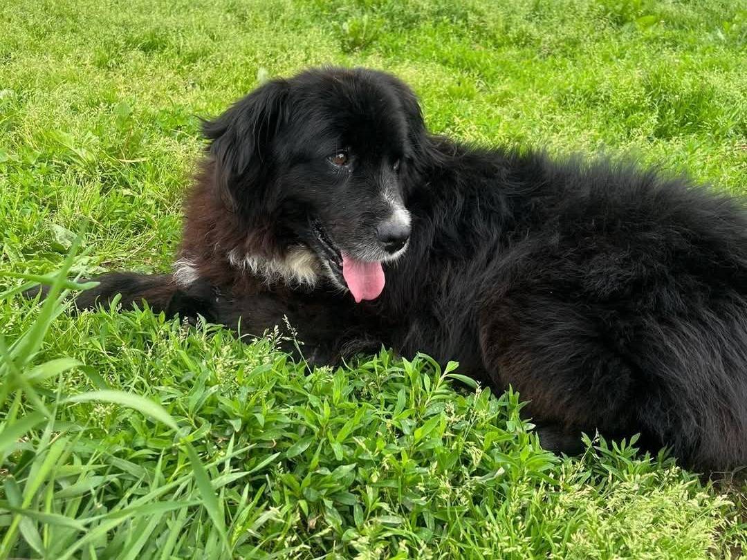 Adotta un cane, maschio, 6 anni , Milano