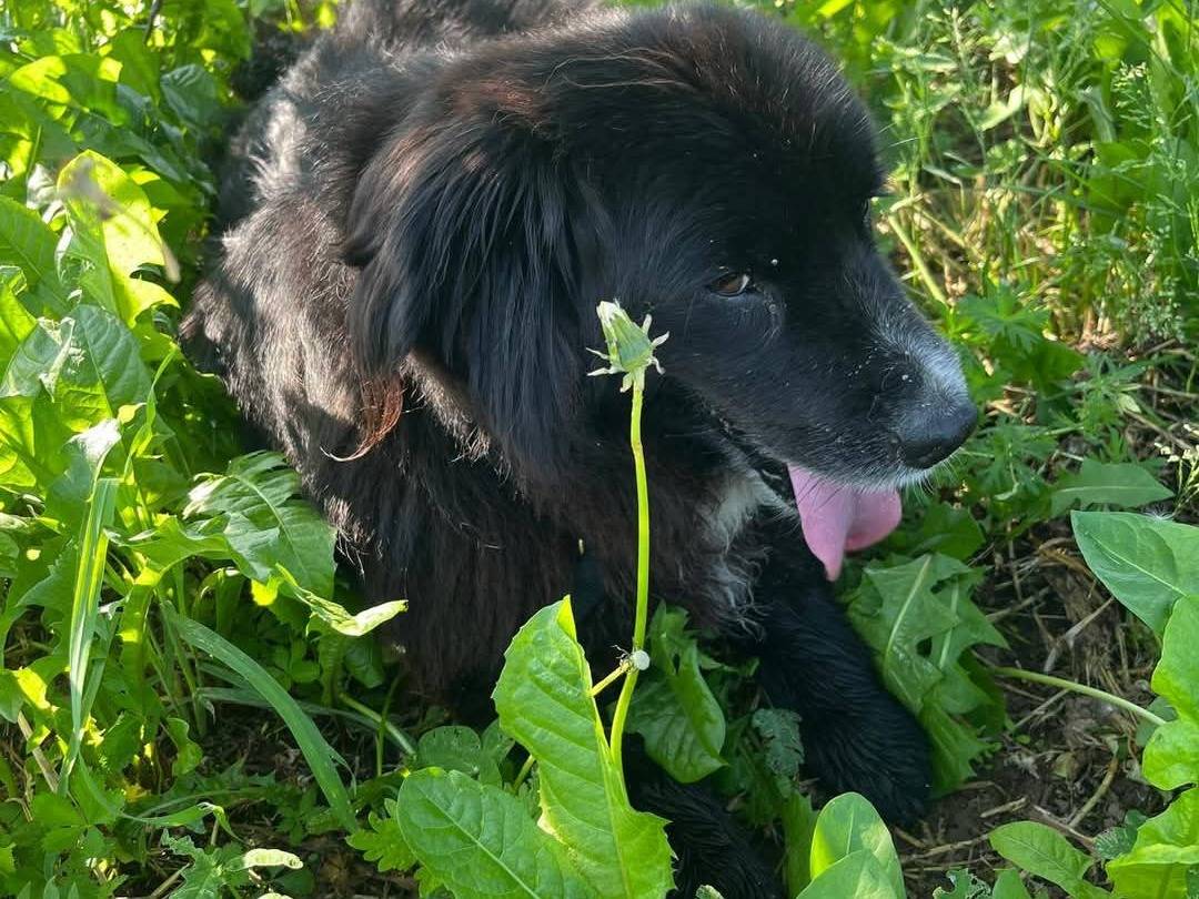 Adotta un cane, taglia media, maschio, Milano