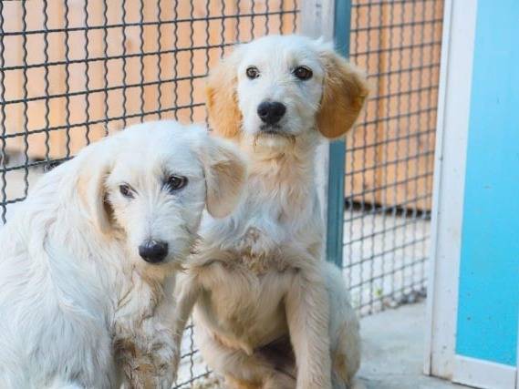 Adozione cane, maschio, Razza sconosciuta Razza sconosciuta, 4 mesi, taglia media, Pavia