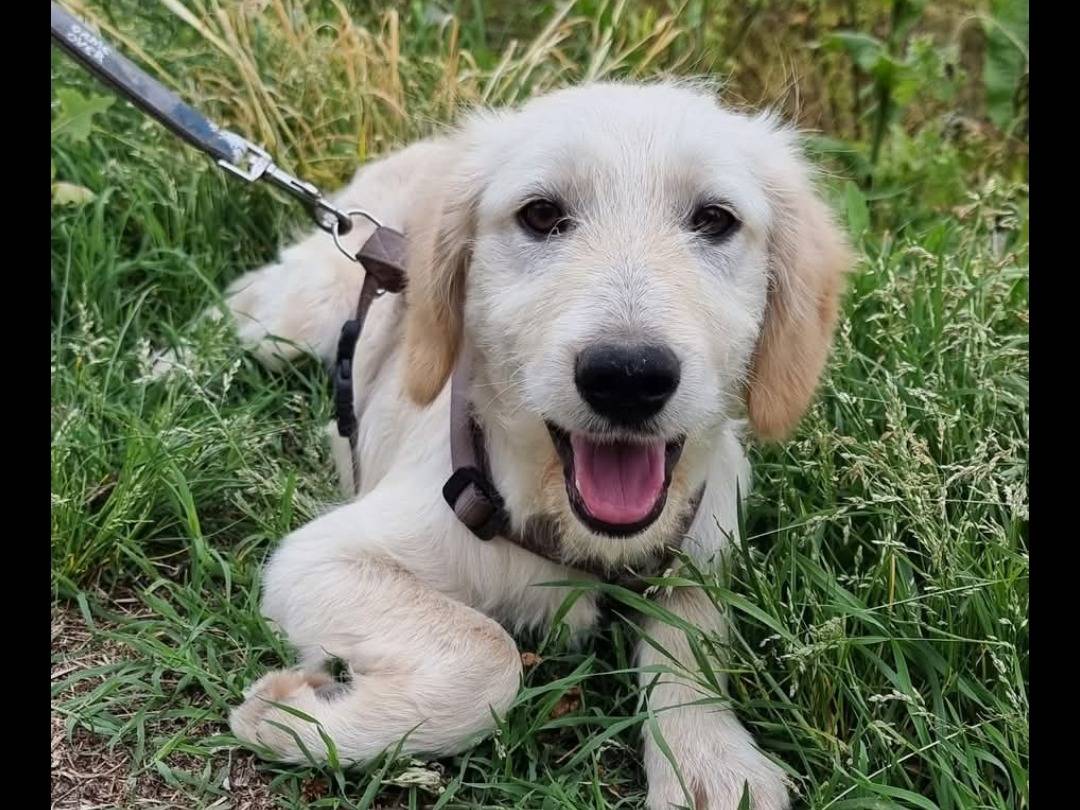 Adotta un cane, maschio, 4 mesi, Pavia