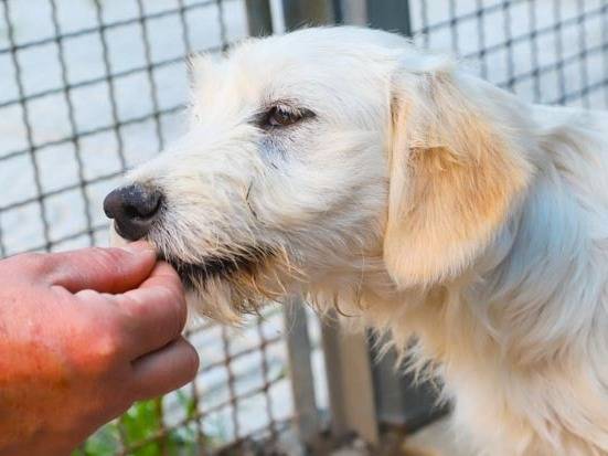 Adotta un cane, taglia media, maschio, Pavia
