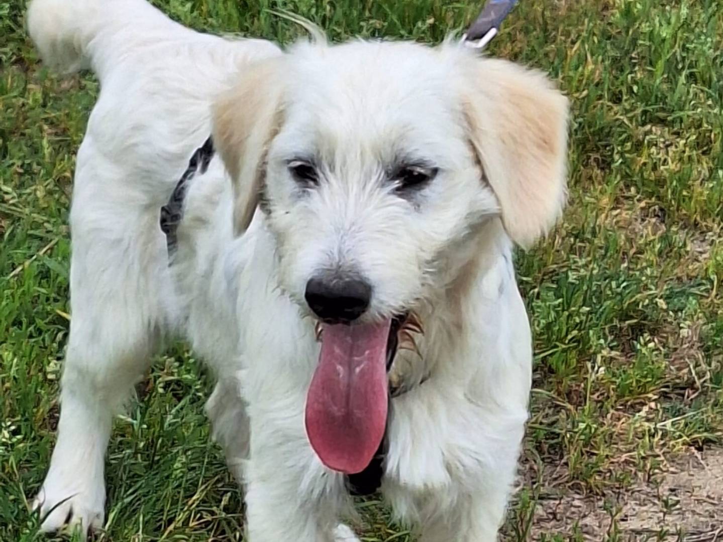 Vuoi adottare un cane a Pavia?