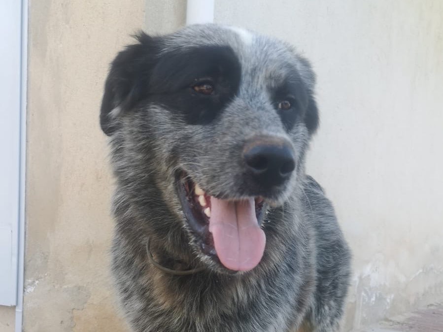 Foto dell'animale