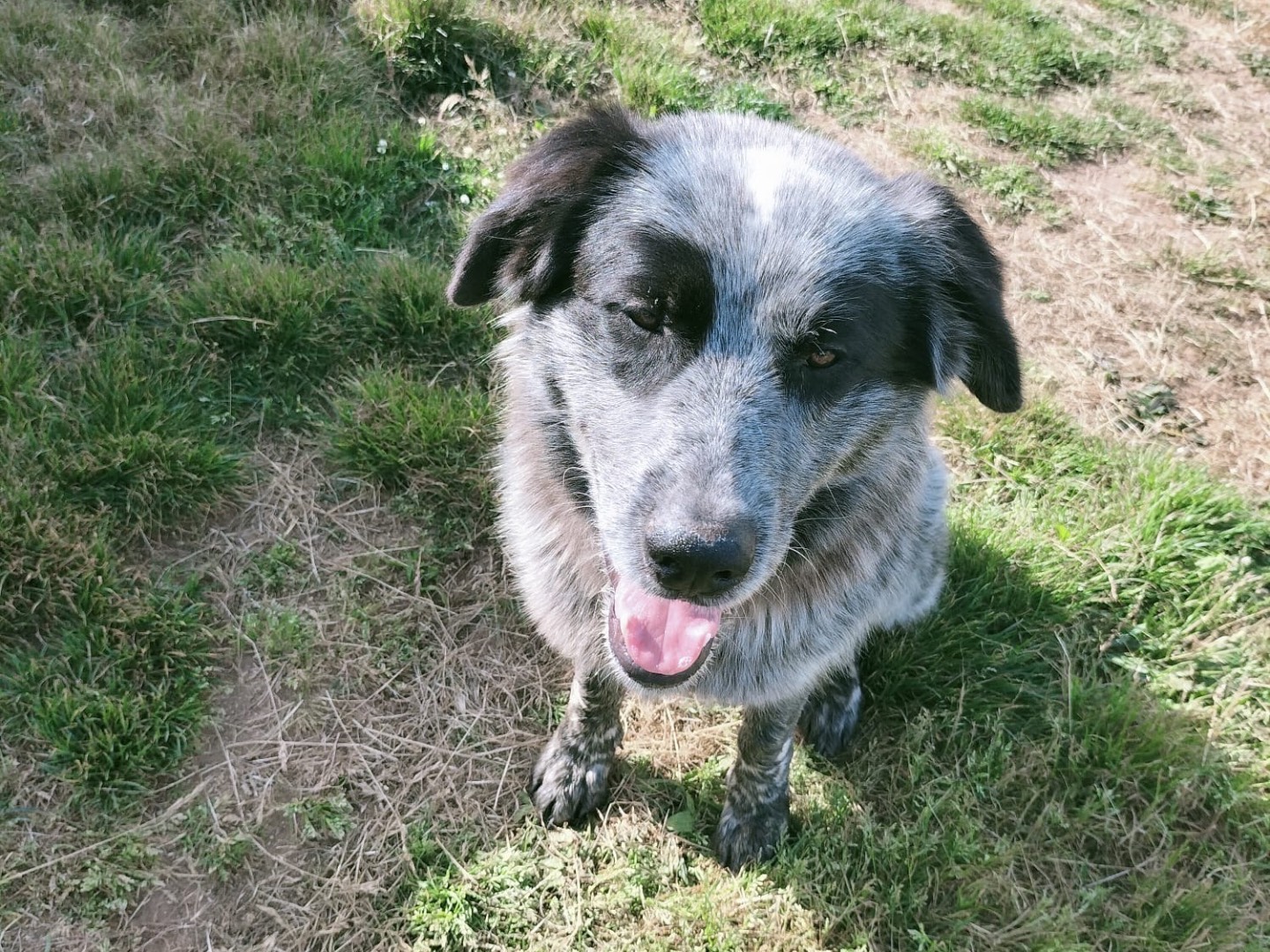 Adotta un cane, taglia gigante, maschio, Vibo