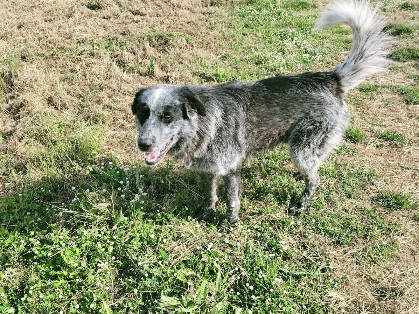 Vuoi adottare un cane a Vibo?