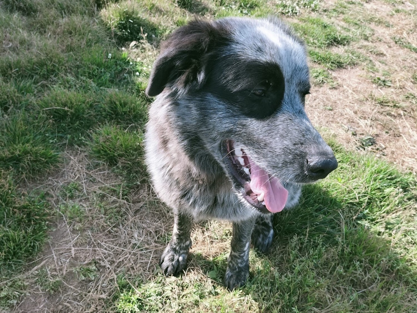 Adotta il cane Nebbia a Vibo