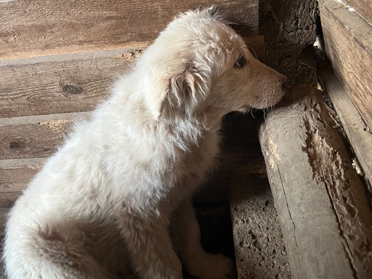 Adozione cane, femmina, Pastore maremmano Razza sconosciuta, 5 mesi, taglia grande, Roma