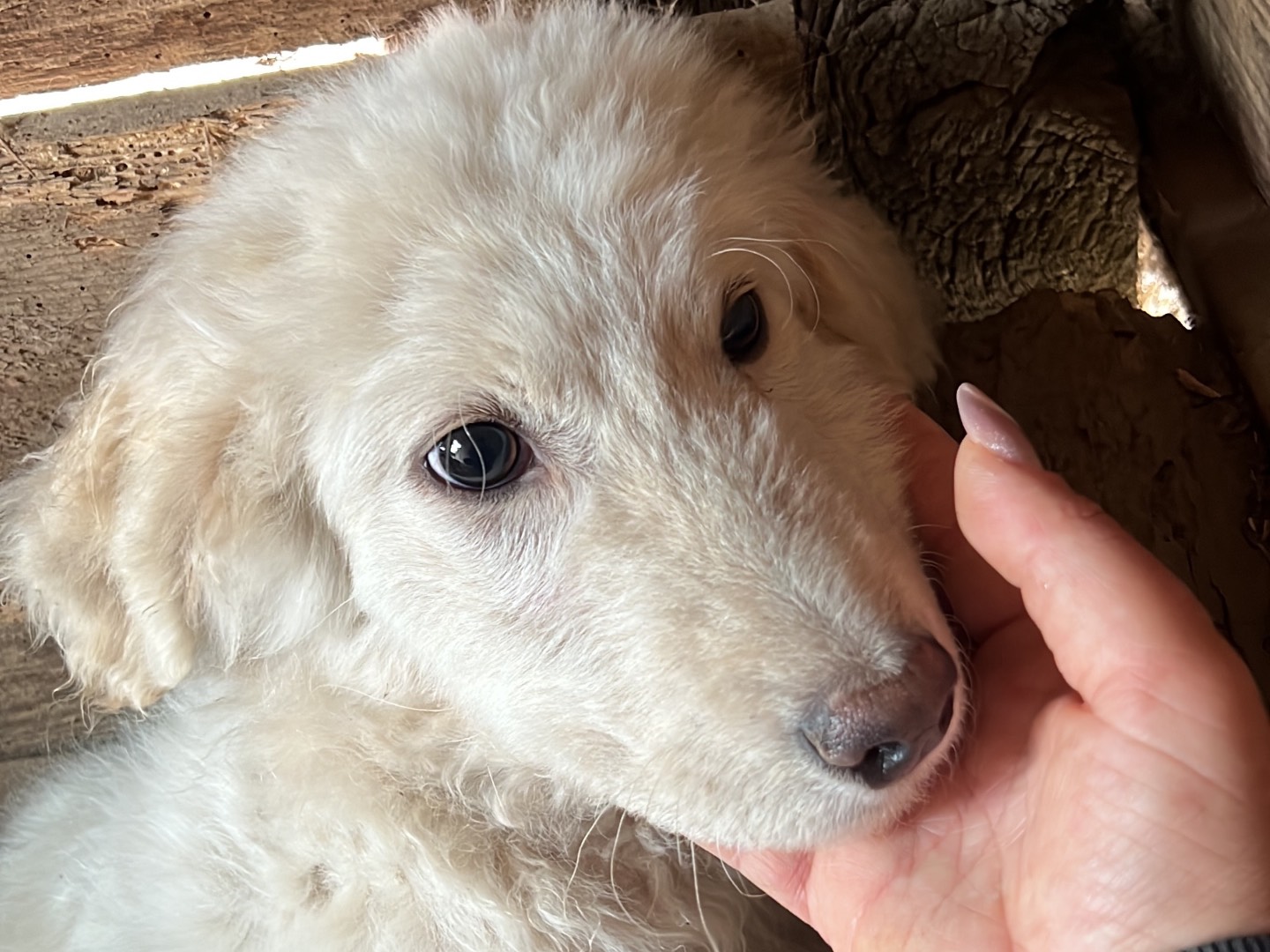 Adotta un cane, femmina, 5 mesi, Roma