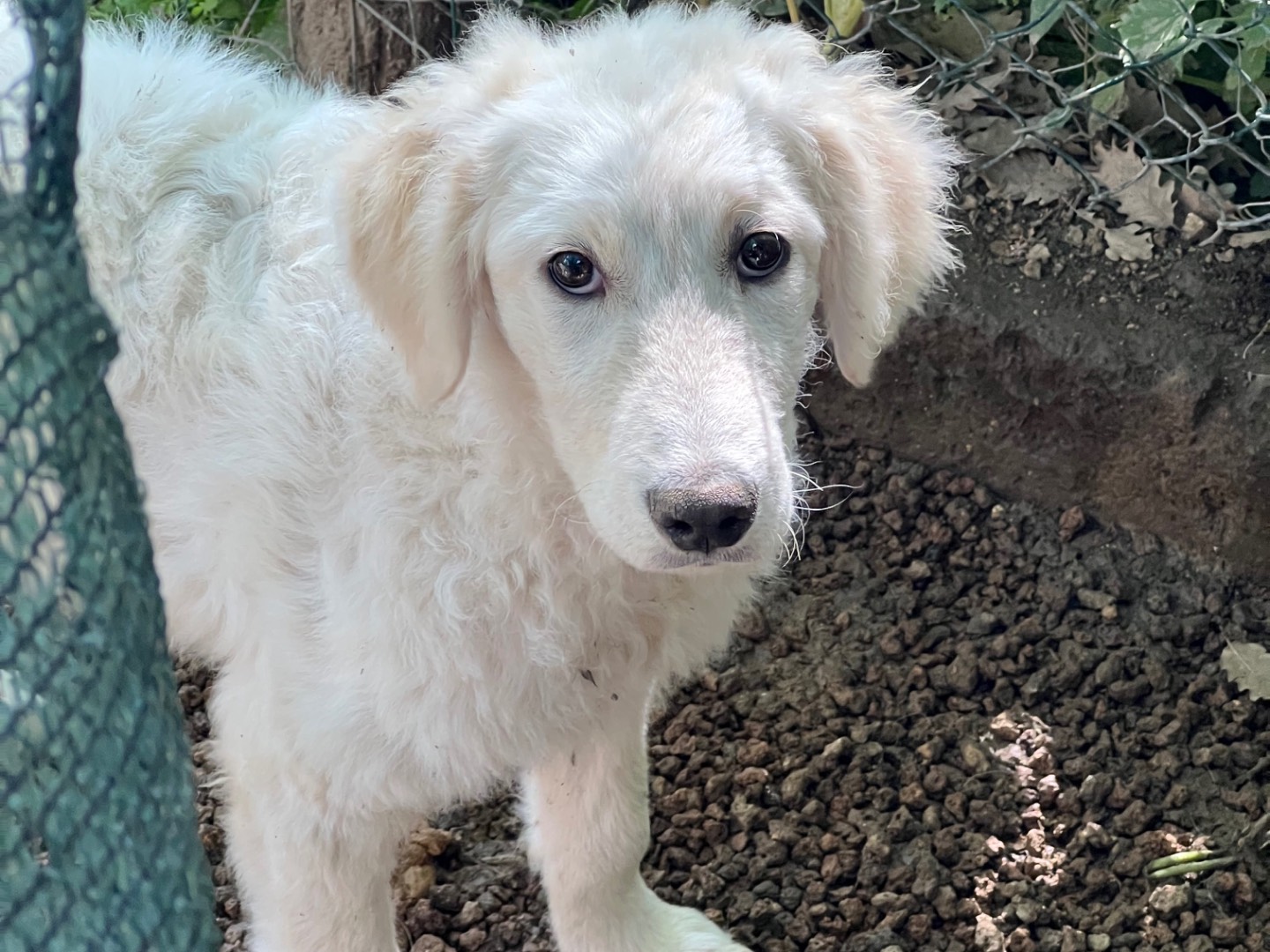 Adotta un cane, taglia grande, femmina, Roma