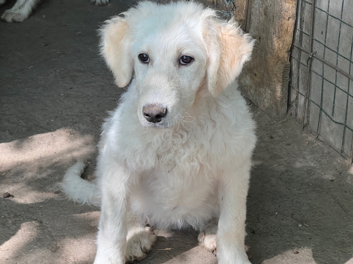 Vuoi adottare un cane a Roma?