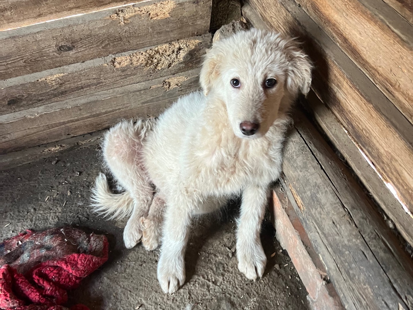 Adotta il cane Memole a Roma