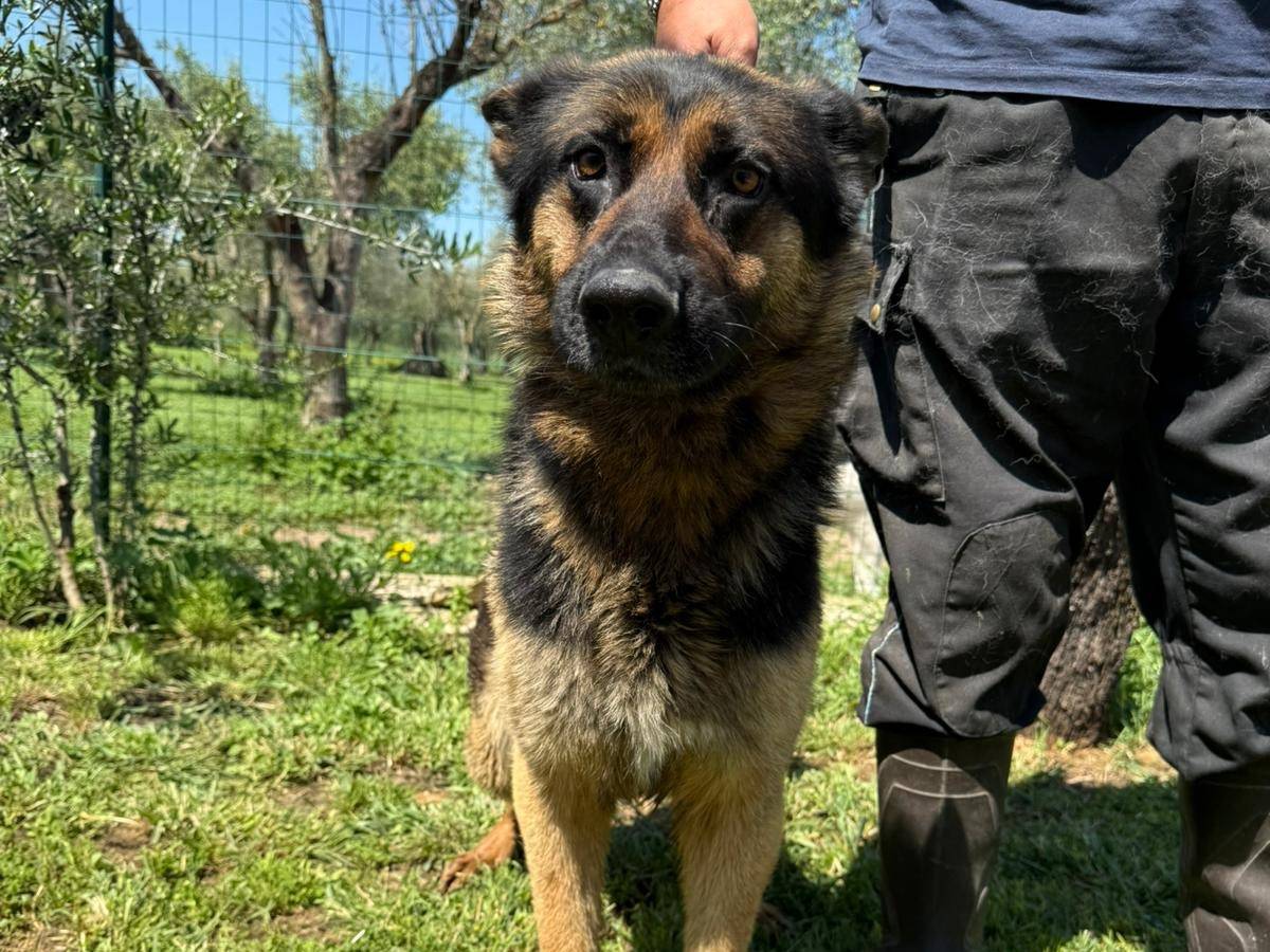 Foto dell'animale