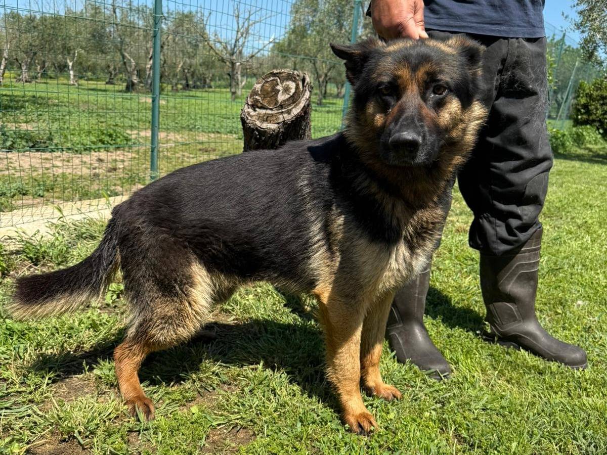 Adotta un cane, maschio, 6 anni , Matera