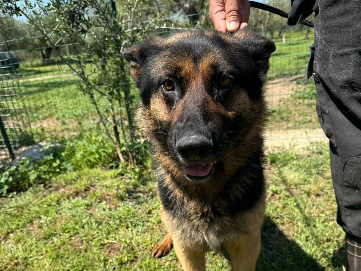 Adotta un cane, taglia grande, maschio, Matera