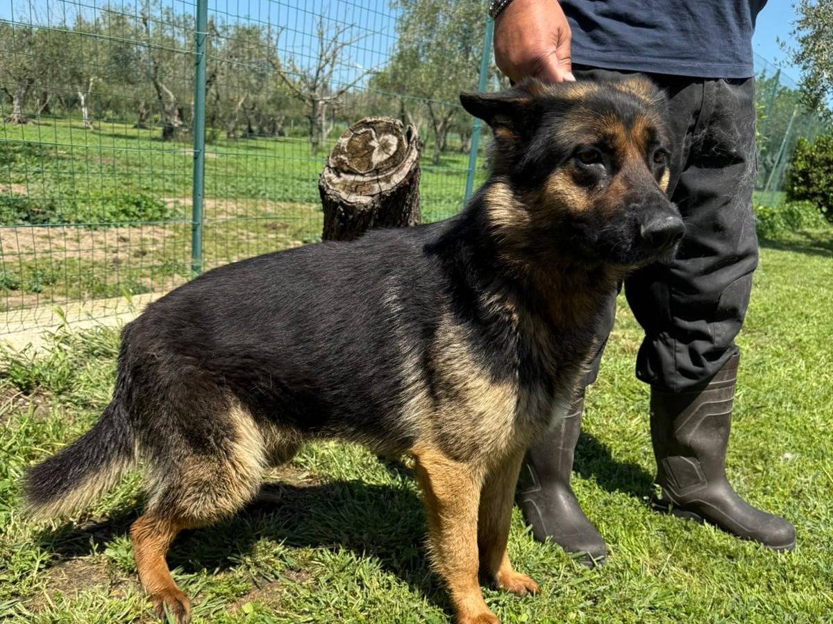 Vuoi adottare un cane a Matera?