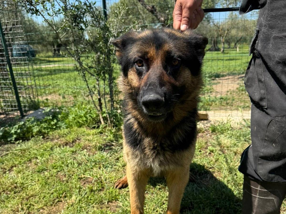 Adotta il cane Tanos a Matera