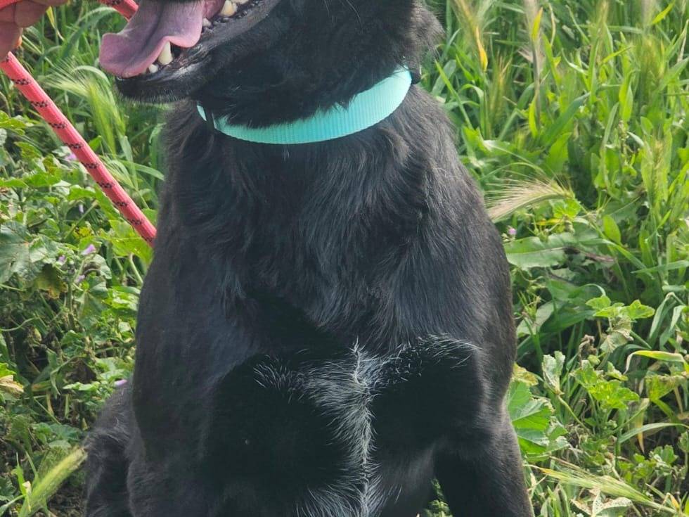 Adotta un cane, maschio, 1 anno e 5 mesi , Agrigento