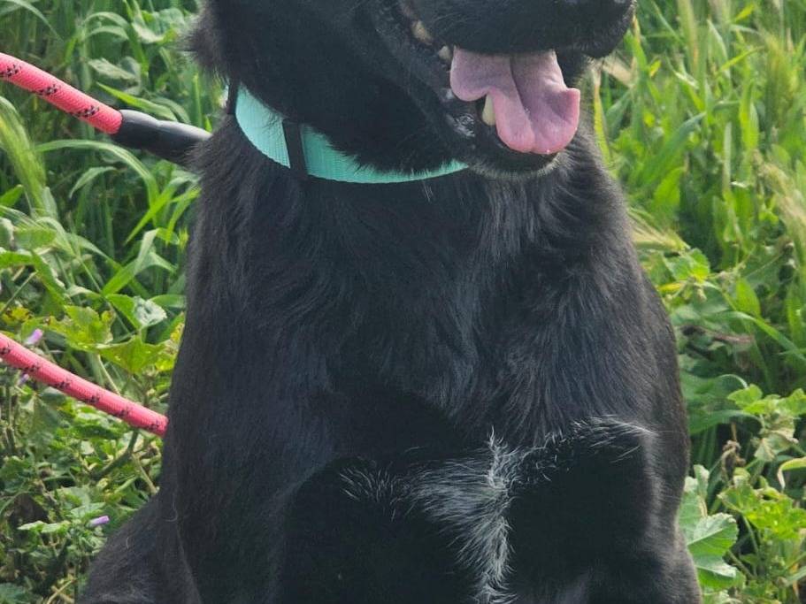 Adotta un cane, taglia media, maschio, Agrigento