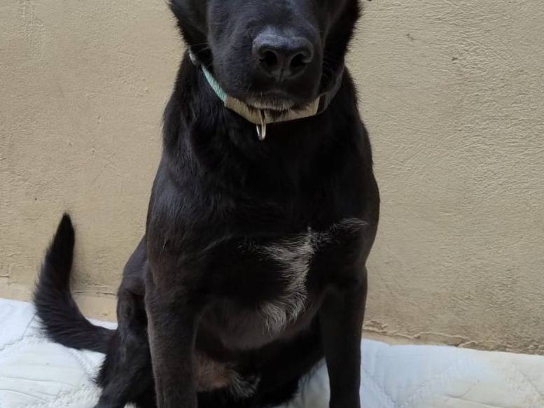 Vuoi adottare un cane a Agrigento?