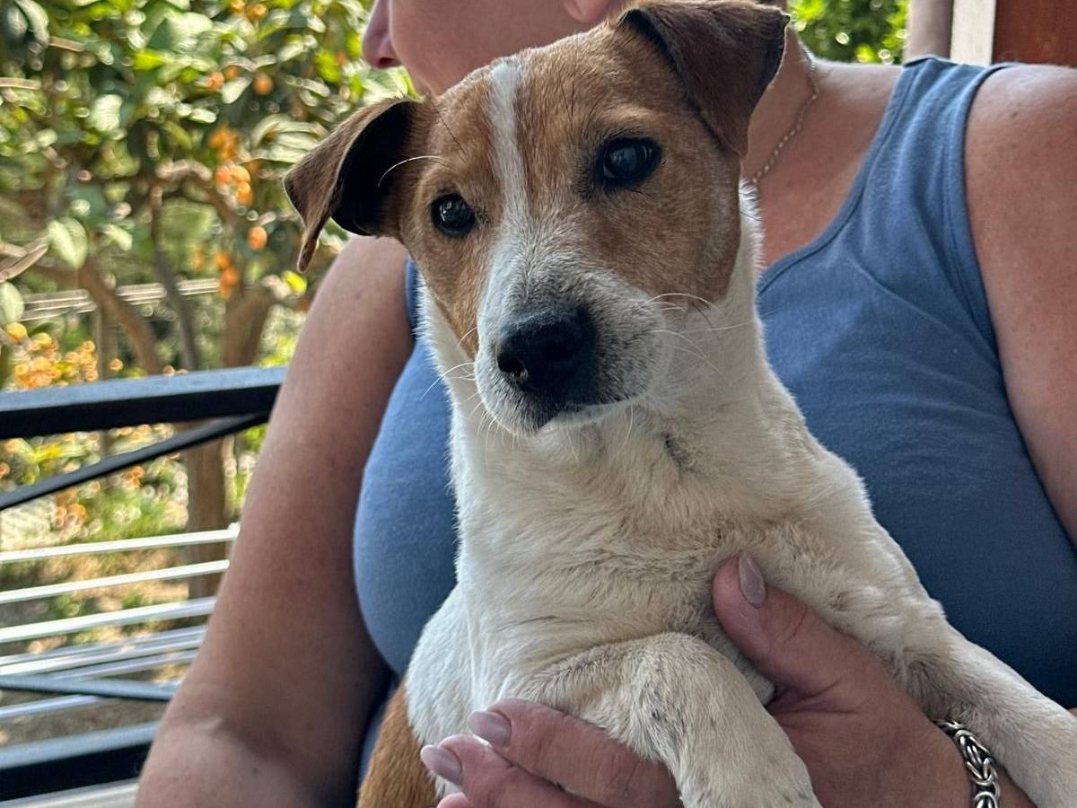 Adozione cane, maschio, Jack Russell Terrier Razza sconosciuta, 8 anni  e 11 mesi , taglia piccola, Vibo