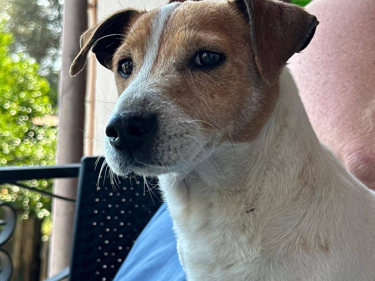 Adotta un cane, taglia piccola, maschio, Vibo