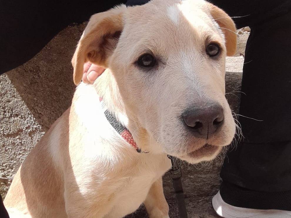Adozione cane, femmina, Labrador Retriever Razza sconosciuta, 2 mesi, taglia media, Vibo