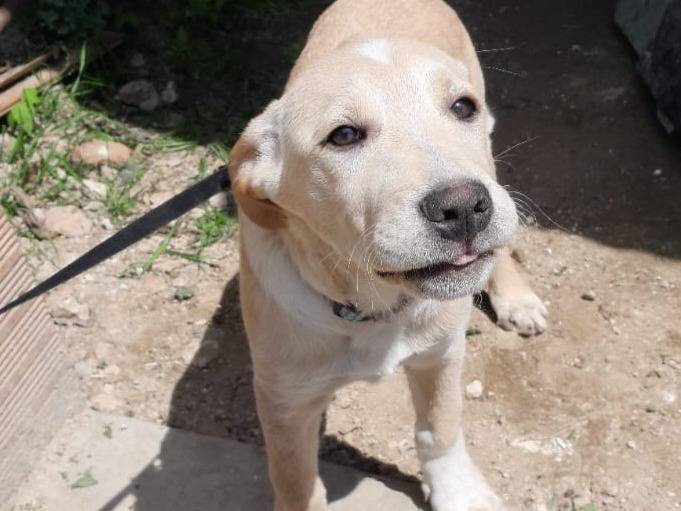 Adotta un cane, femmina, 2 mesi, Vibo