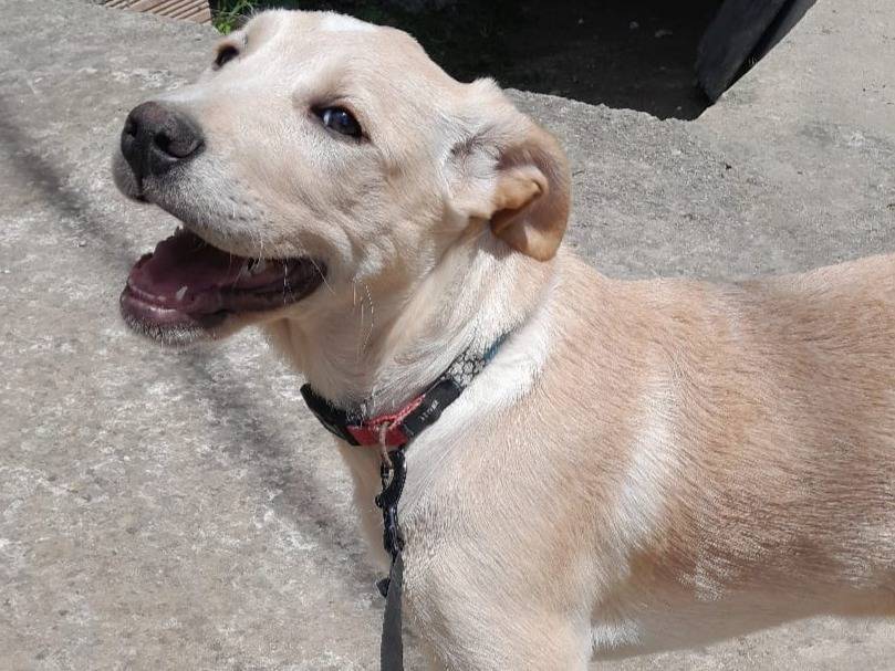 Adotta un cane, taglia media, femmina, Vibo