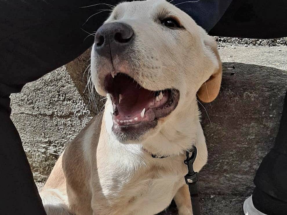 Vuoi adottare un cane a Vibo?