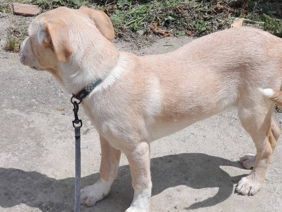 Adotta il cane MIA a Vibo