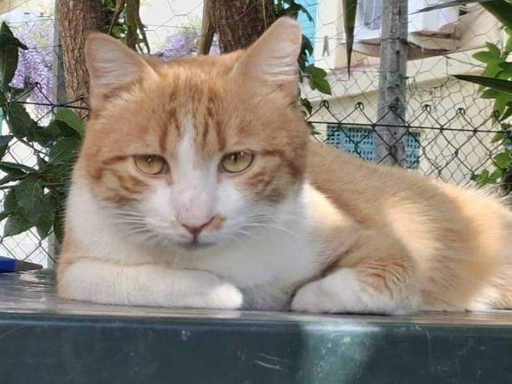 Adozione gatto, maschio, Razza sconosciuta Razza sconosciuta, 2 anni e 11 mesi, taglia non valida, Firenze