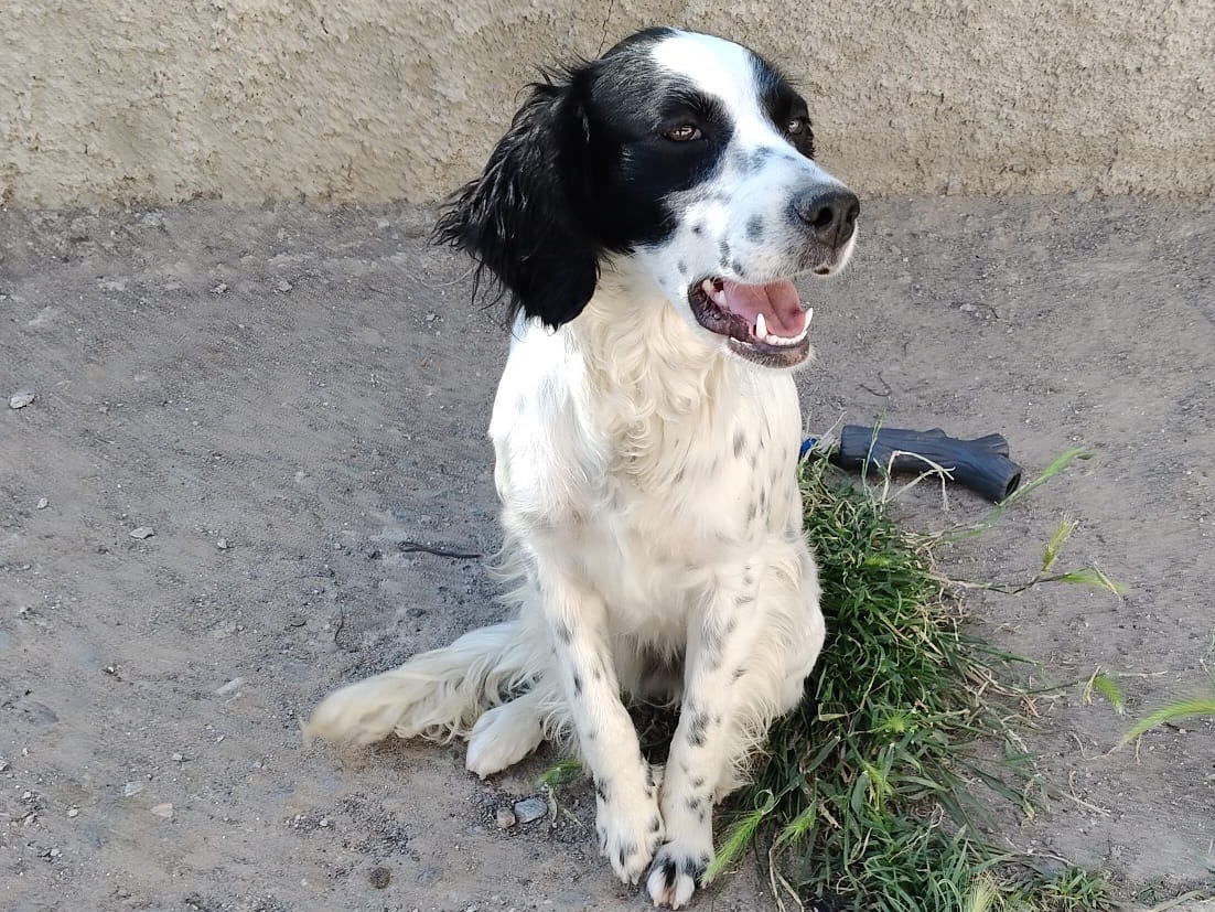 Adotta un cane, taglia media, femmina, Crotone
