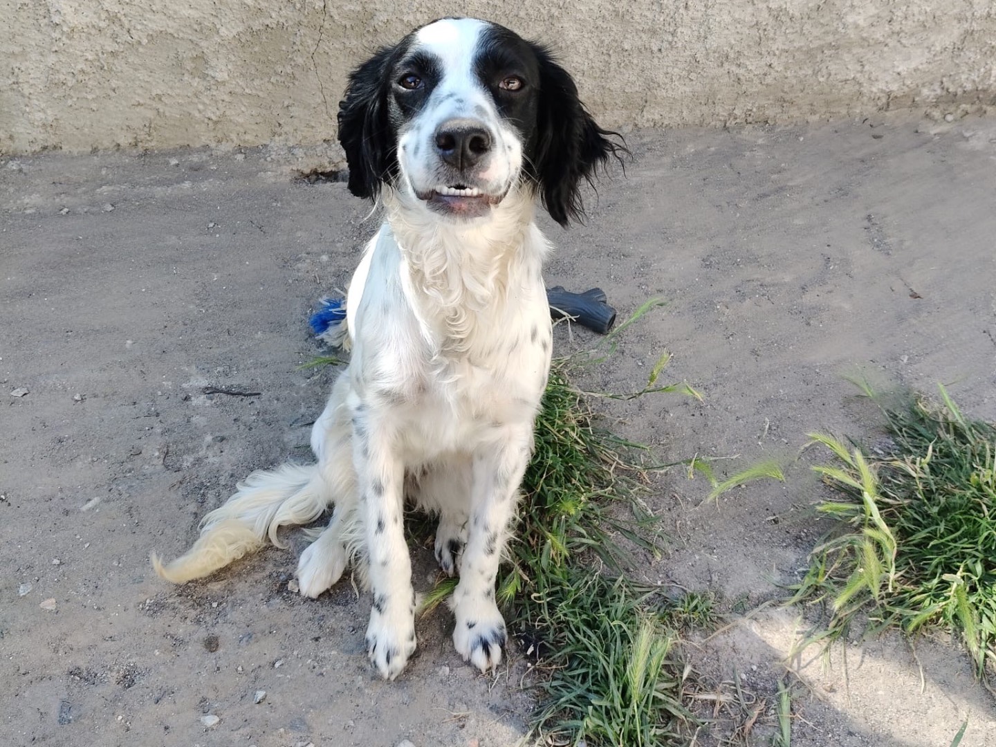 Vuoi adottare un cane a Crotone?