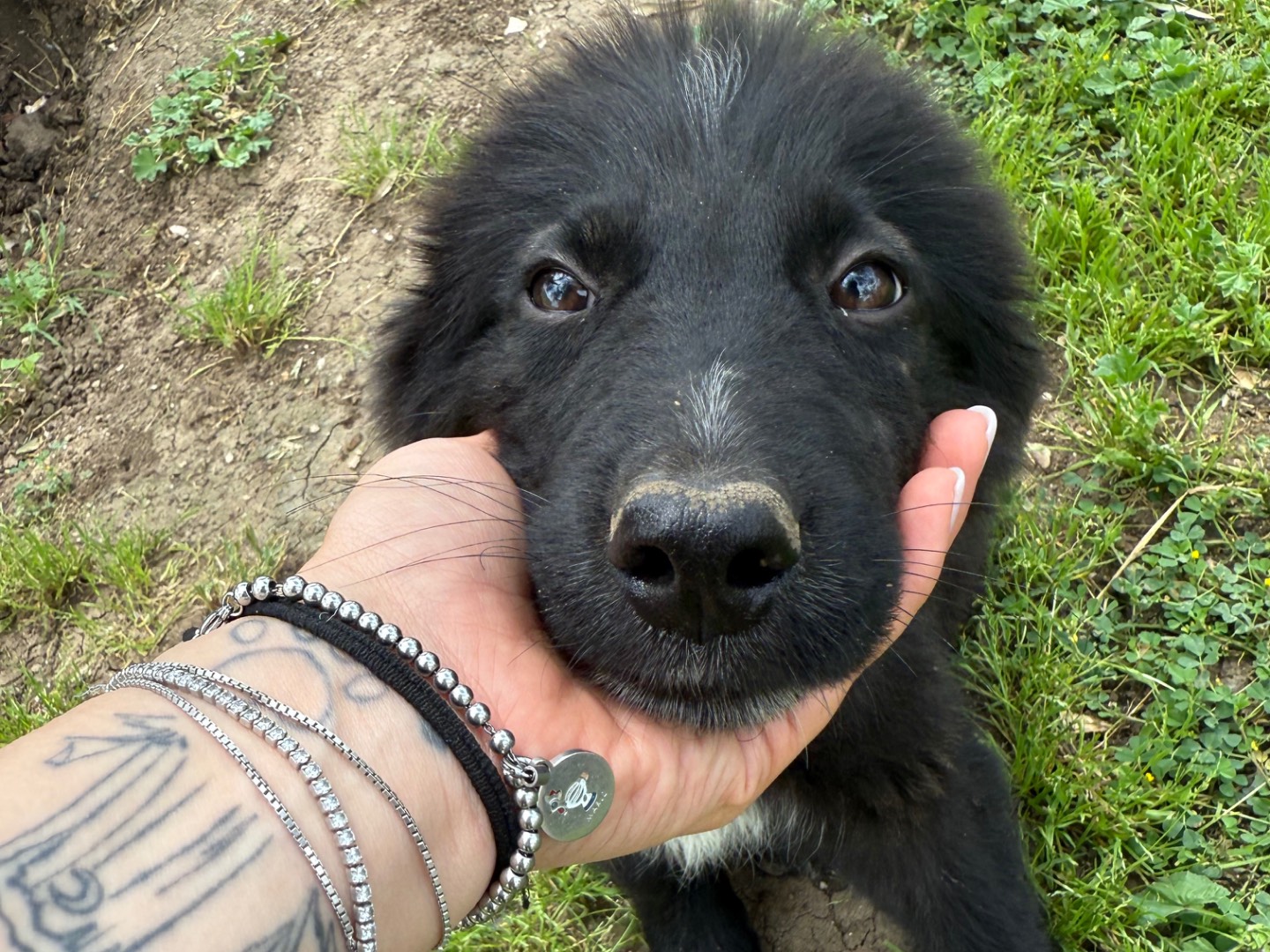 Adotta un cane, maschio, 2 mesi, Matera