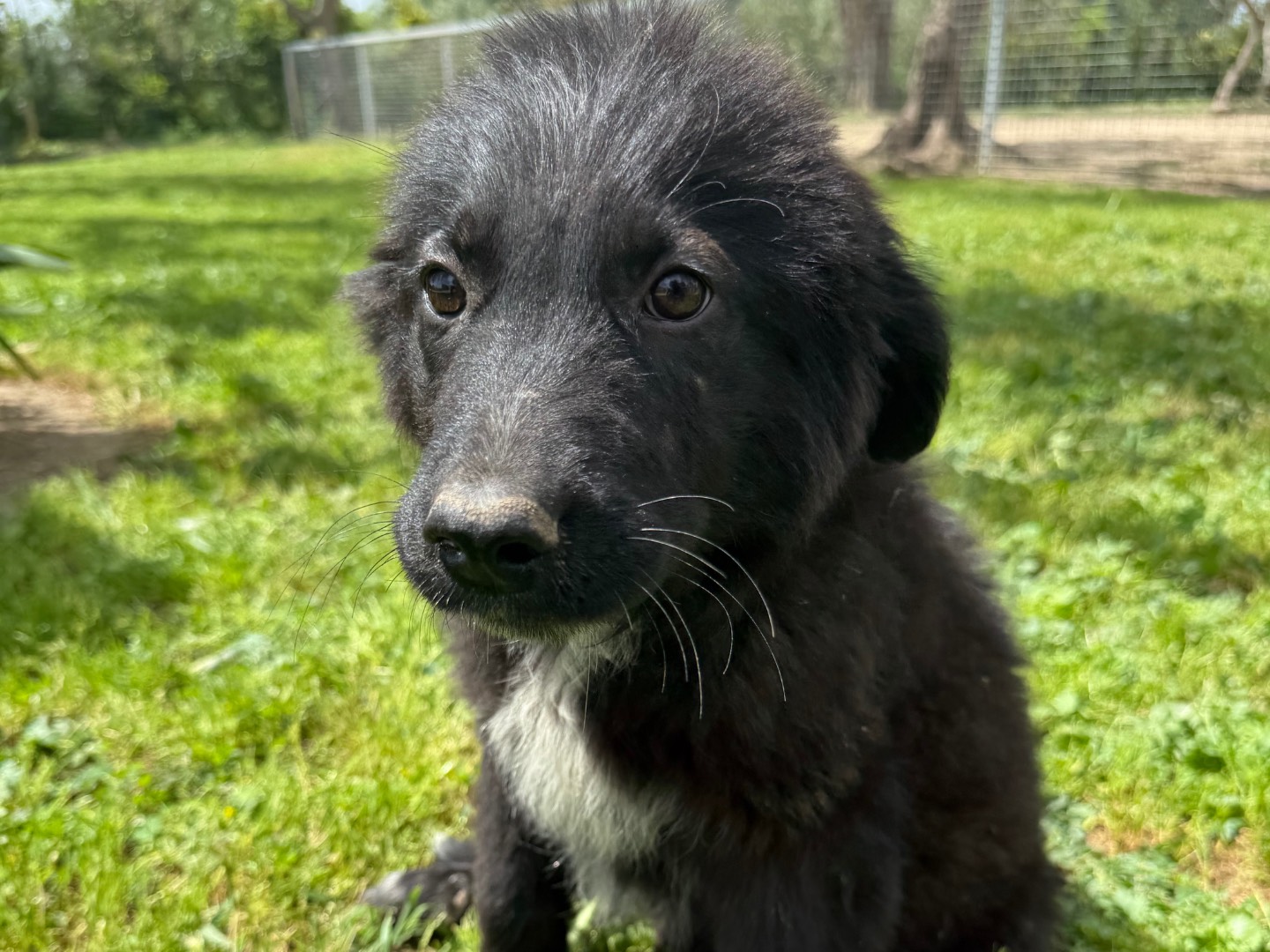 Adotta un cane, taglia grande, maschio, Matera