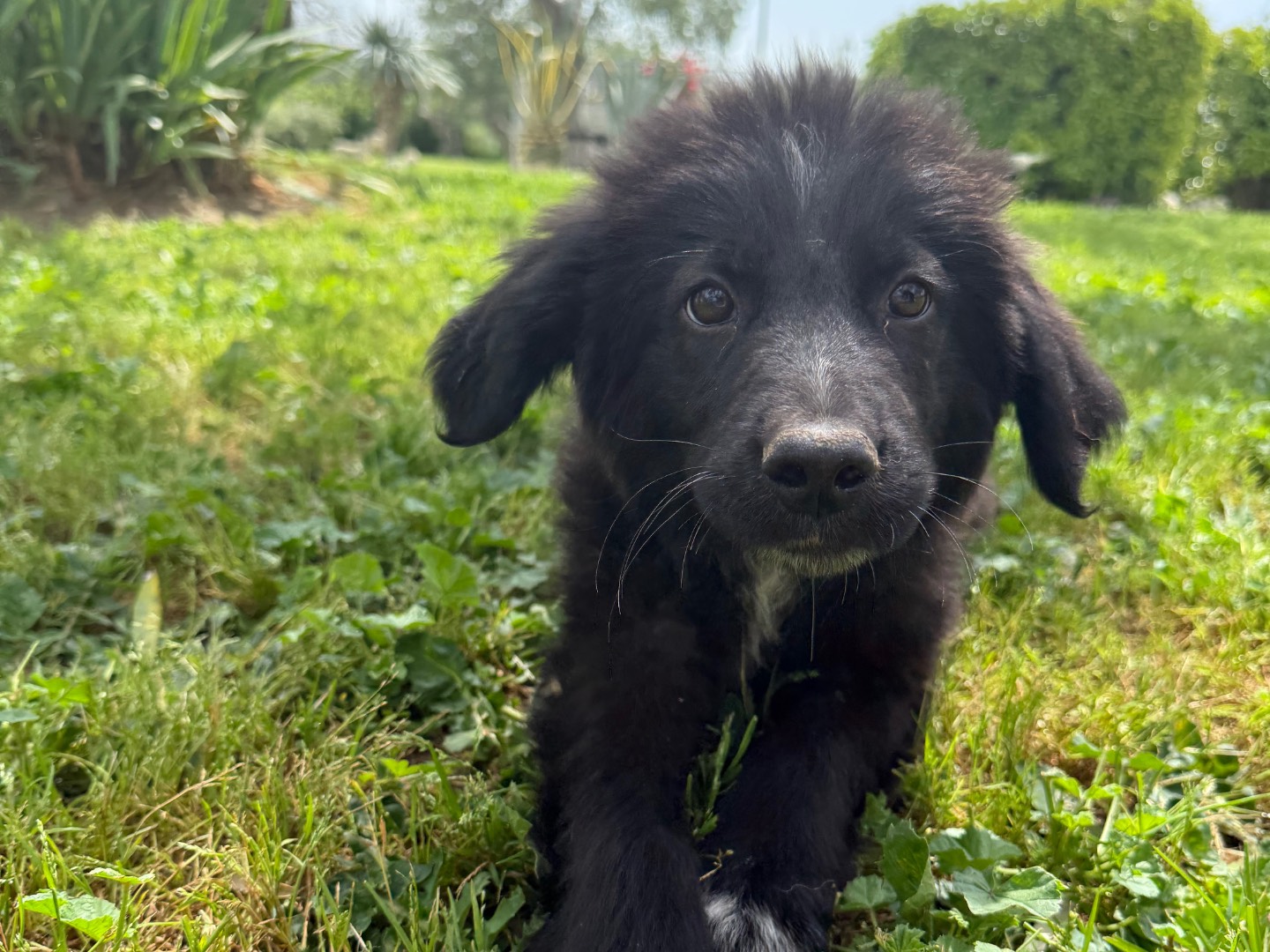 Vuoi adottare un cane a Matera?