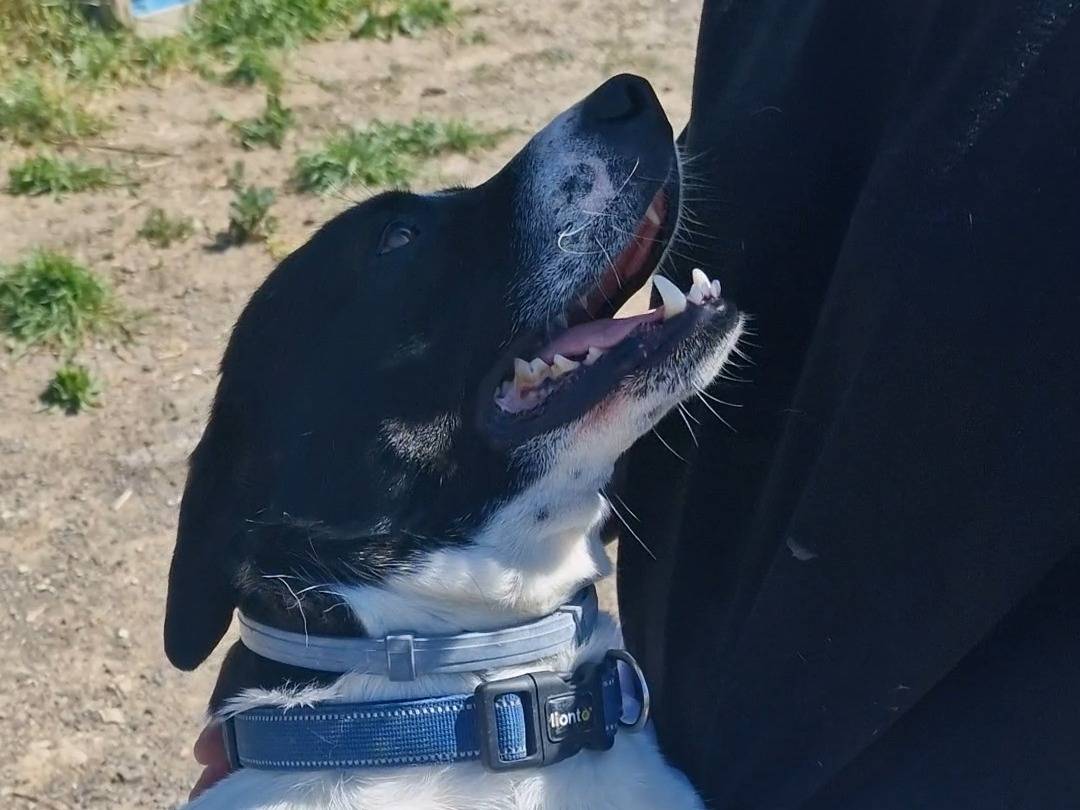 Adotta un cane, maschio, 1 anno e 9 mesi , Palermo