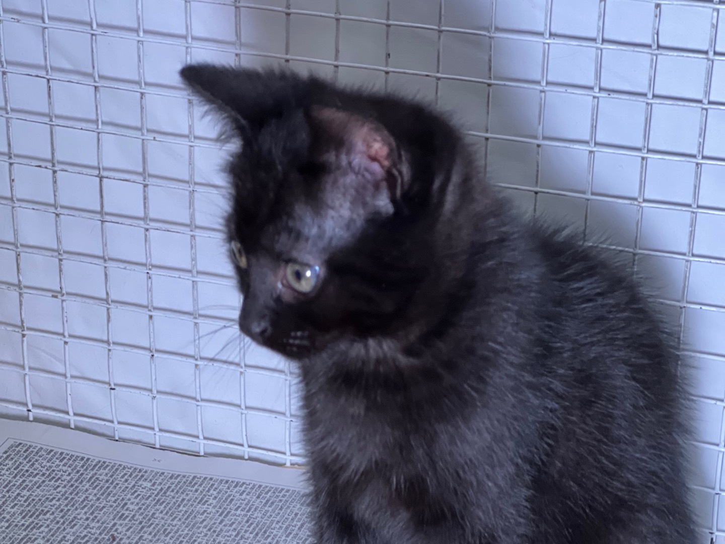 Adotta un gatto, maschio, 1 mesi, Milano