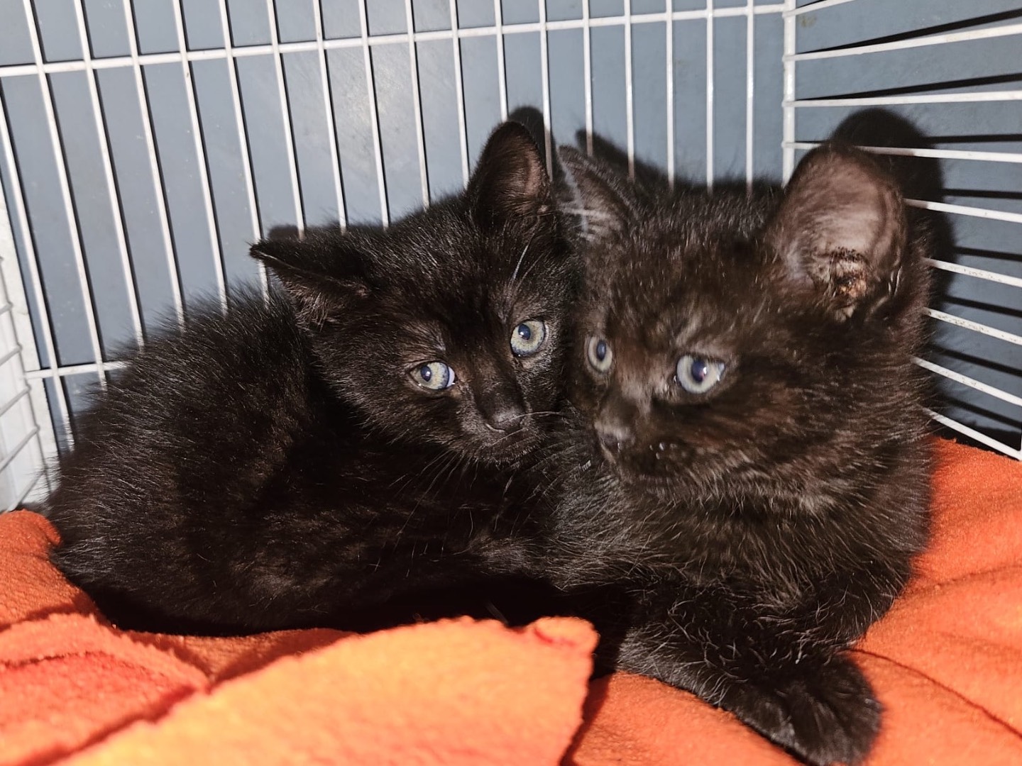 Adotta un gatto, taglia non valida, maschio, Milano