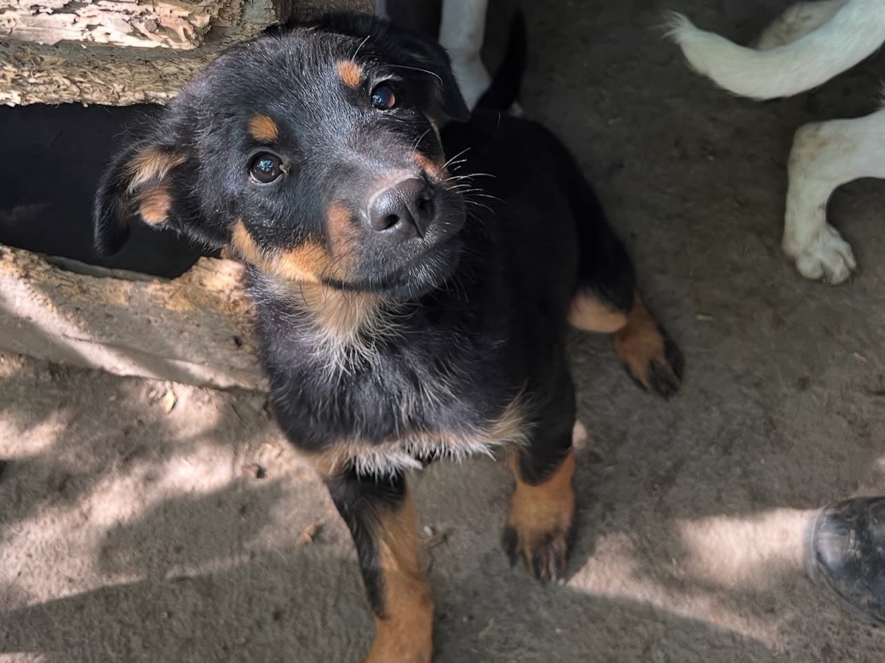Adozione cane, maschio, Rottweiler Razza sconosciuta, 3 mesi, taglia grande, Roma
