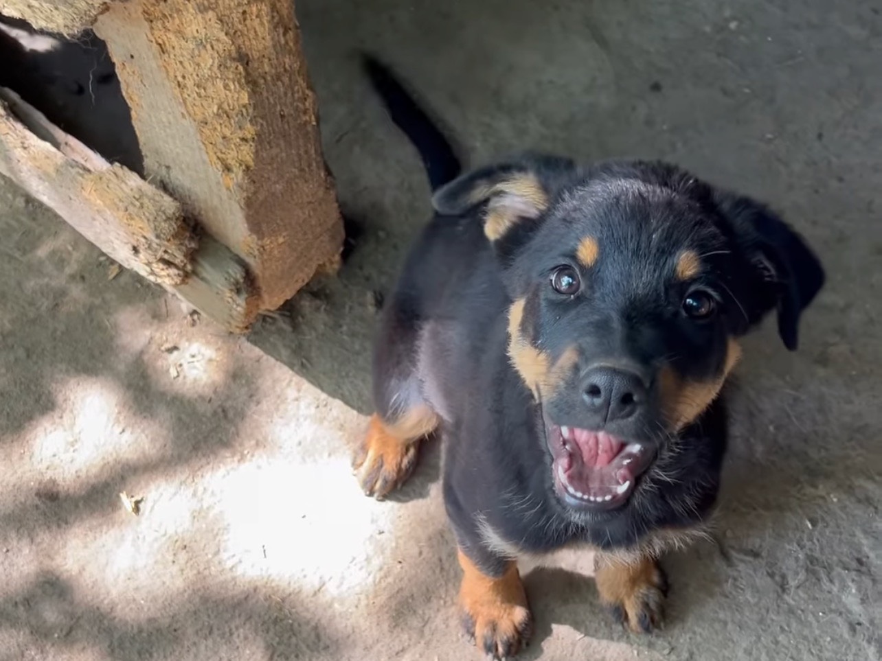 Adotta un cane, maschio, 3 mesi, Roma