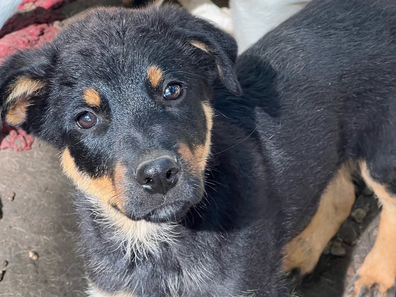 Adotta un cane, taglia grande, maschio, Roma